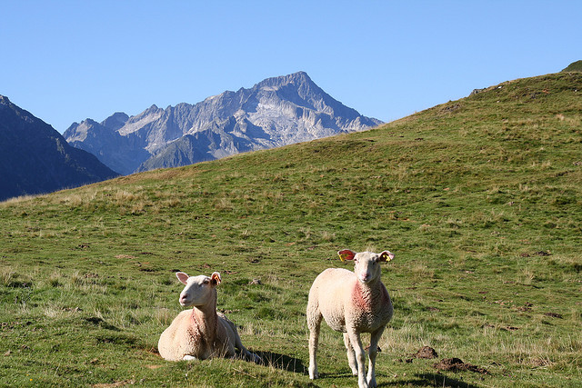 Brebis en estives et pic du Balaïtous - Tourisme autour de nos gites en val d'Azun dans les Pyrenees
