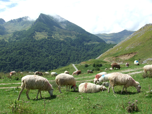 Brebis en estives - Tourisme autour de nos gites en val d'Azun dans les Pyrenees