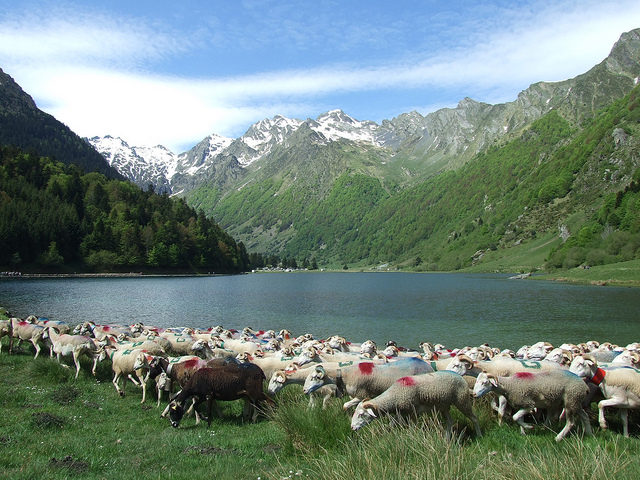 Transhumance des brebis au lac d'estaing - Tourisme autour de nos gites en val d'Azun dans les Pyrenees